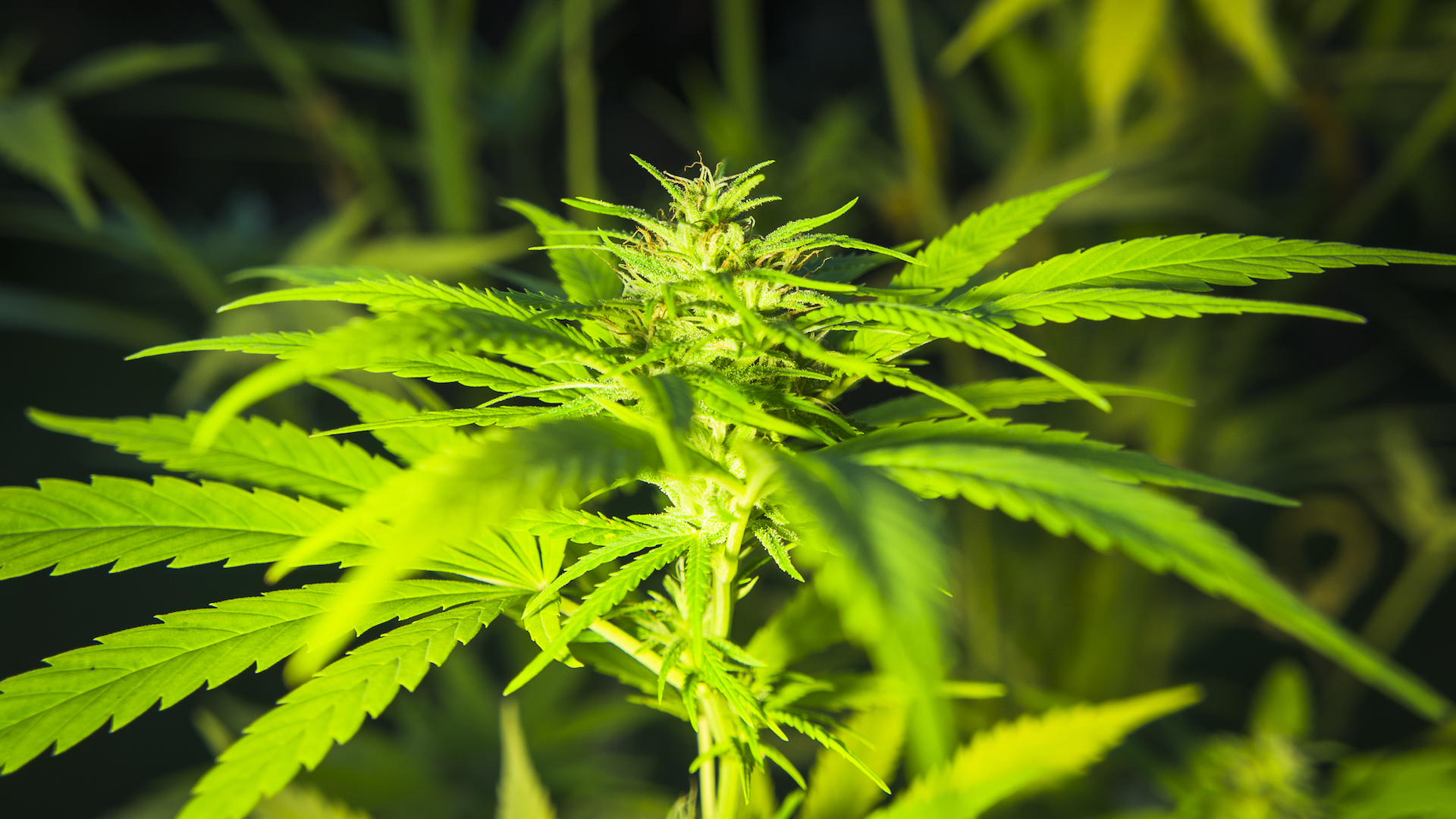 Ça s’est passé un… 10 Décembre